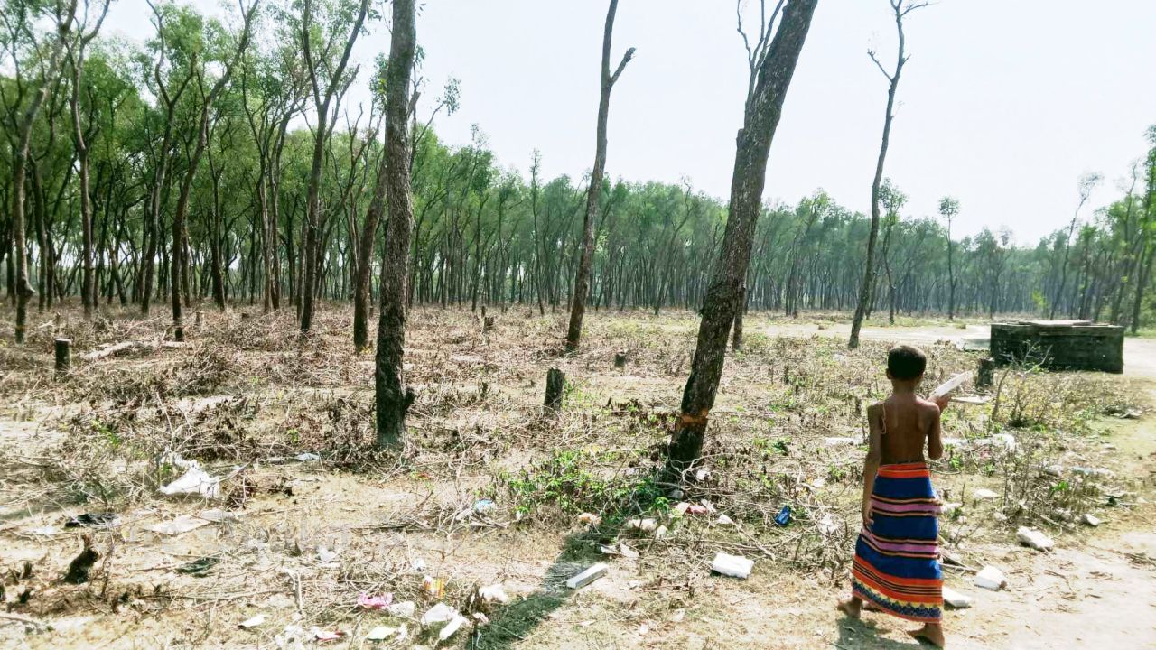 Tree cutting festival underway in Hatia