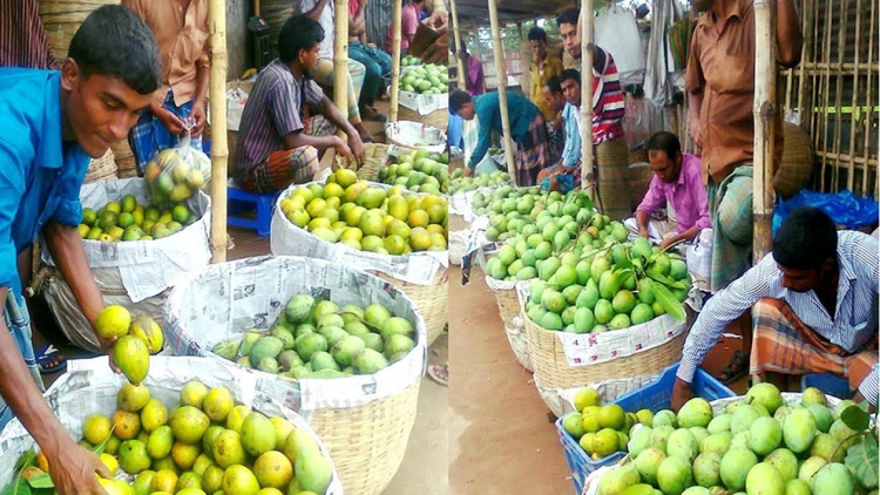 'Haribhanga mango’ business may fetch Tk 300 crore in Rangpur