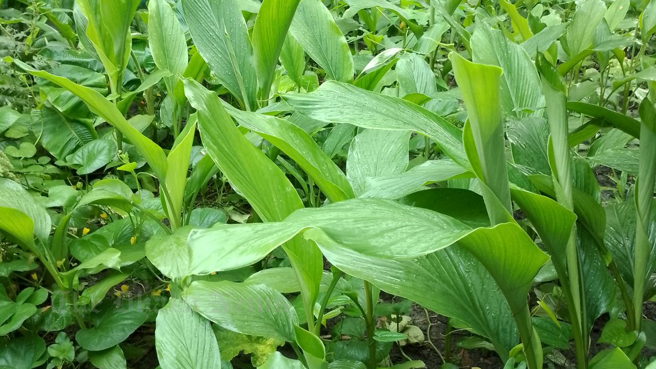 Yellow Glow on Abandoned Land: A Unique Example of Utilizing Fallow Land in Chandina