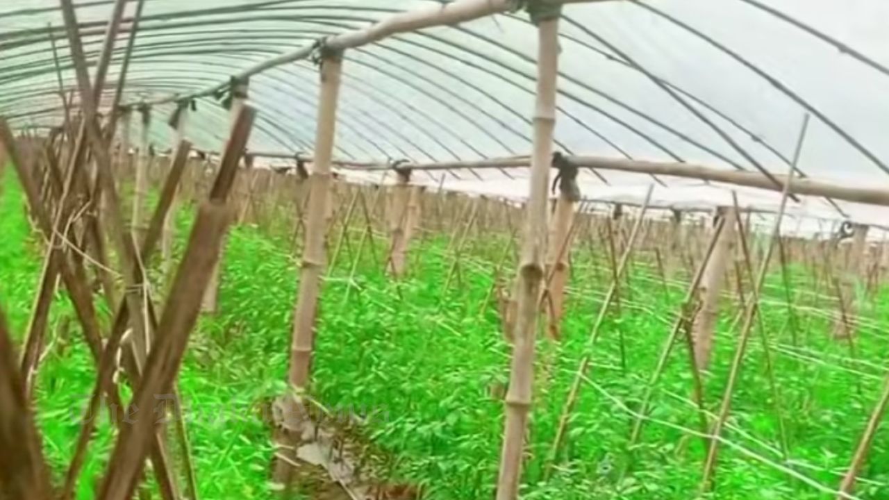 Tomato revolution in Chandina with mulching and polyhouse system