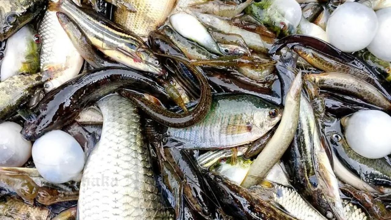 Toxic Pesticides and Commercial Farms Push Local Fish Species to the Brink of Extinction in Chandina