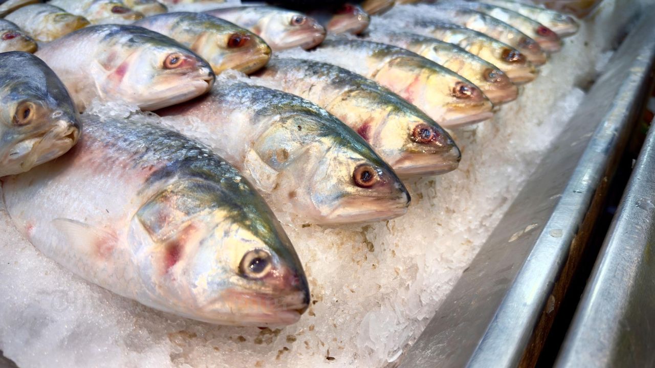 Government Takes New Steps to Boost Hilsa Fish Production